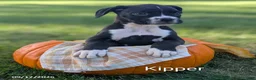 Boxer dogs for sale: Kipper - Ad 1