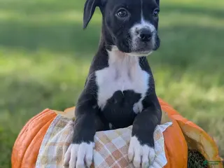 Boxer dogs Kipper - Ad 2