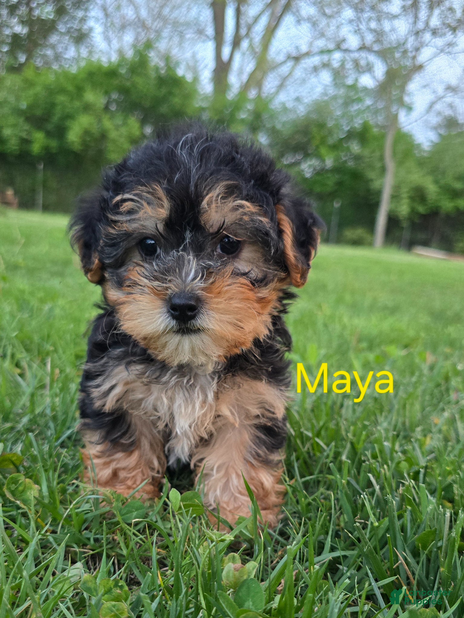 Yorkiepoo dogs Maya - Ad 1
