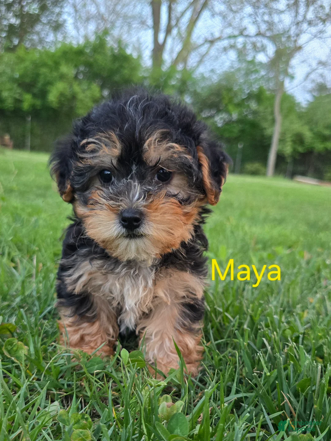 Yorkiepoo dogs for sale: Maya - Ad 1