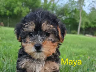 Yorkiepoo dogs for sale: Maya - Ad 3