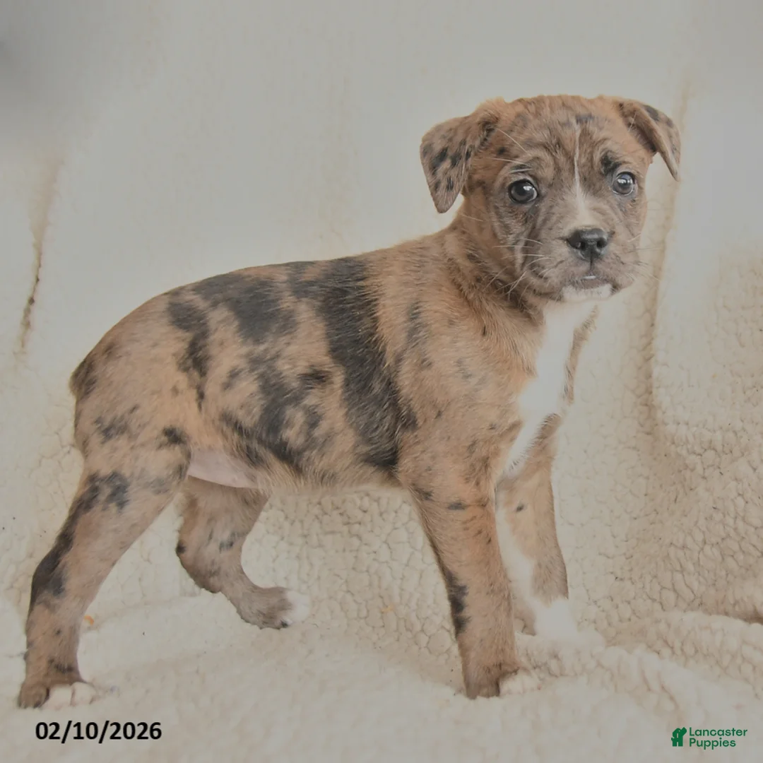 Mixed Breed dogs for sale: Mandy - Ad 2