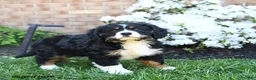 Miniature Bernese Mountain Dog dogs for sale: Duke - Ad 3