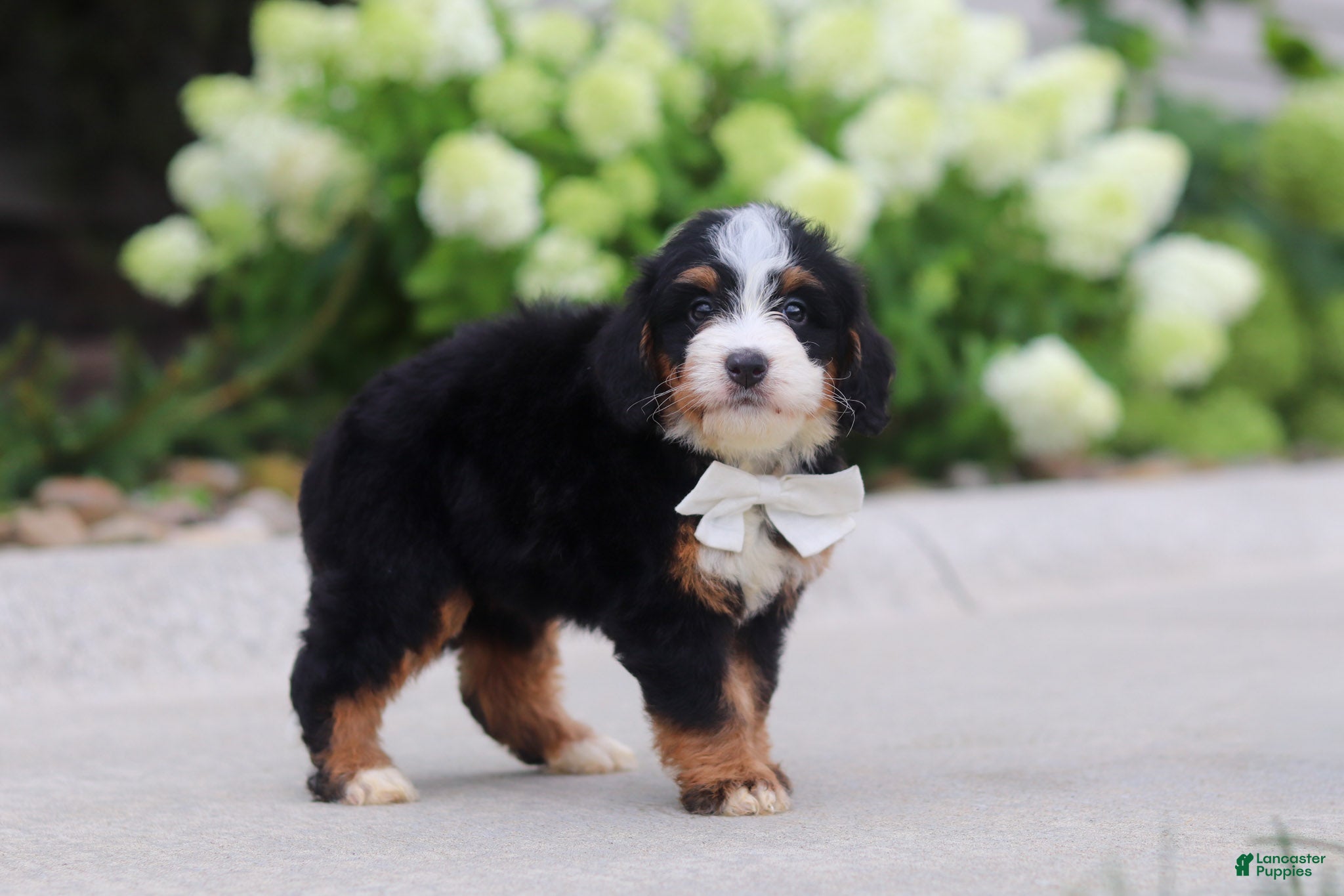 Mini Bernedoodle dogs Cupcake - Ad 2