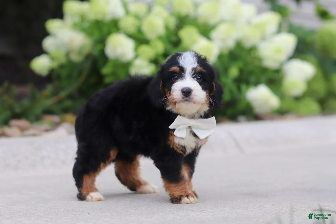 Mini Bernedoodle dogs for sale: Cupcake - Ad 2