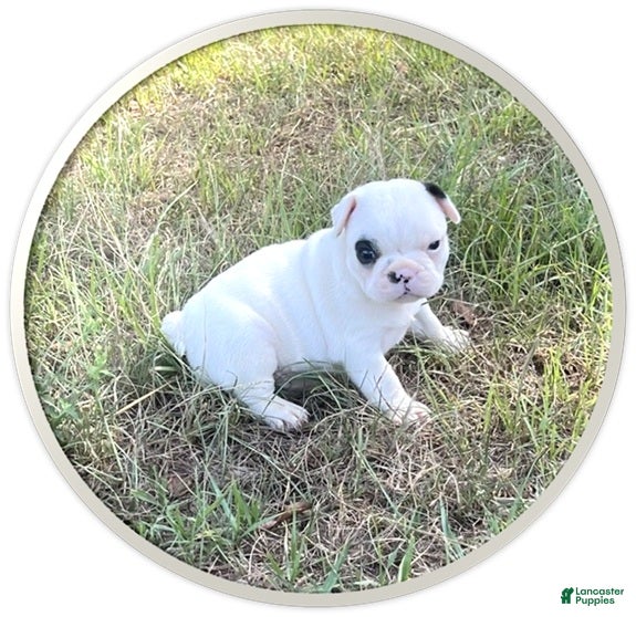 Frenchton dogs Frenchton 1 - Ad 1