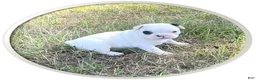 Frenchton dogs for sale: Frenchton 1 - Ad 1