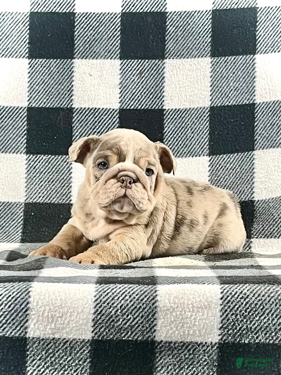 English Bulldog dogs for sale: Charlie  - Ad 1