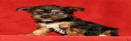 Yorkshire Terrier dogs for sale: Hailey - Ad 3
