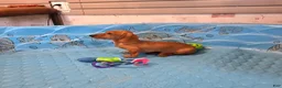 Miniature Dachshund dogs for sale: Boyd - Ad 6