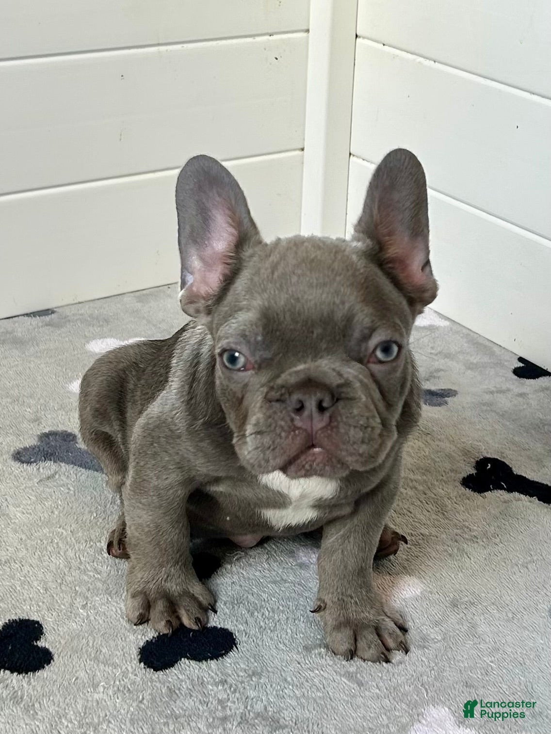 French Bulldog dogs Louis AKC - Ad 1
