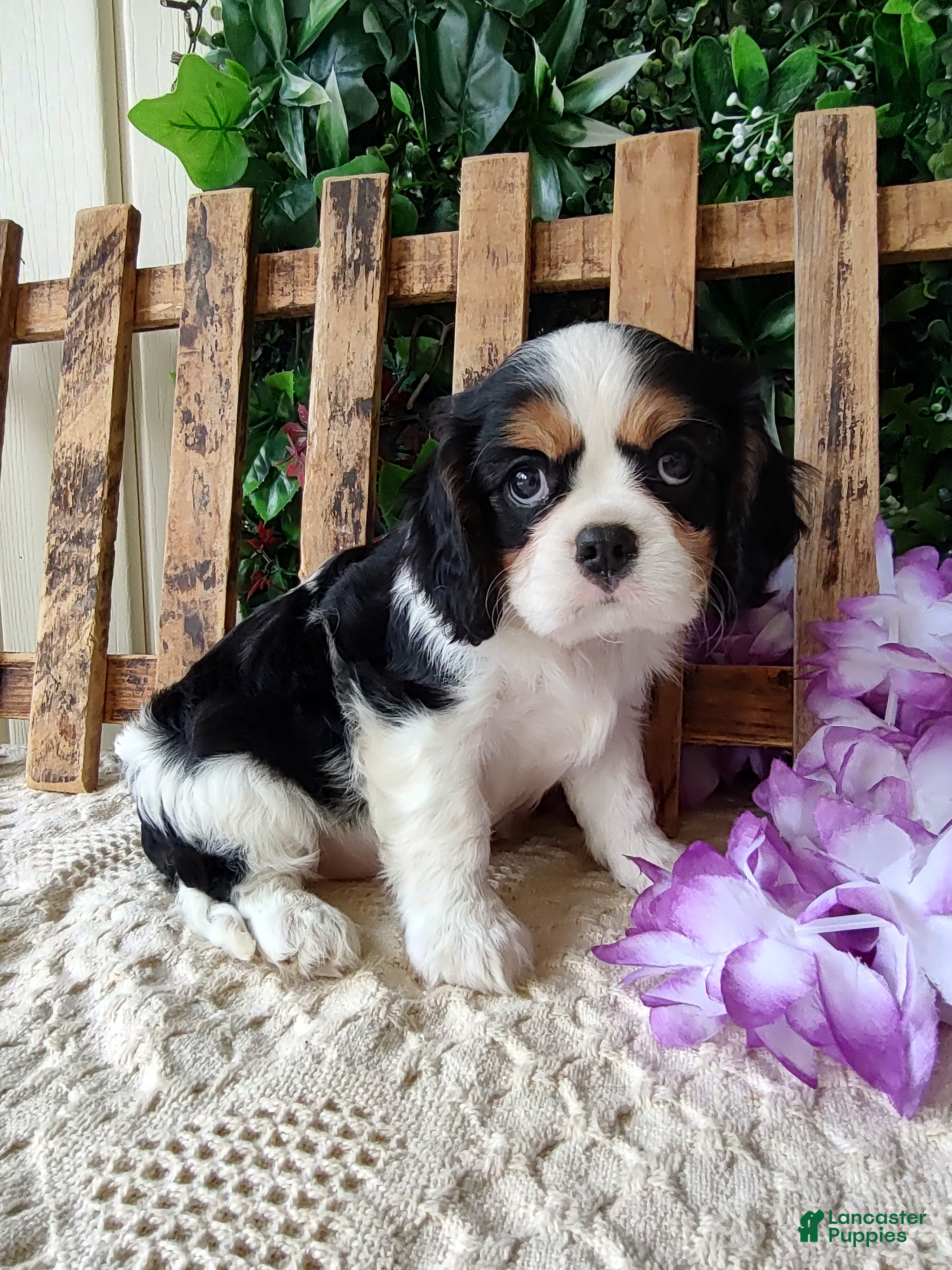 Cavalier King Charles Spaniel dogs Zoey - Ad 2