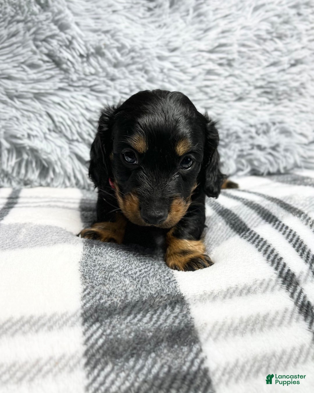 Dachshund dogs for sale: Little Bentley - Ad 3