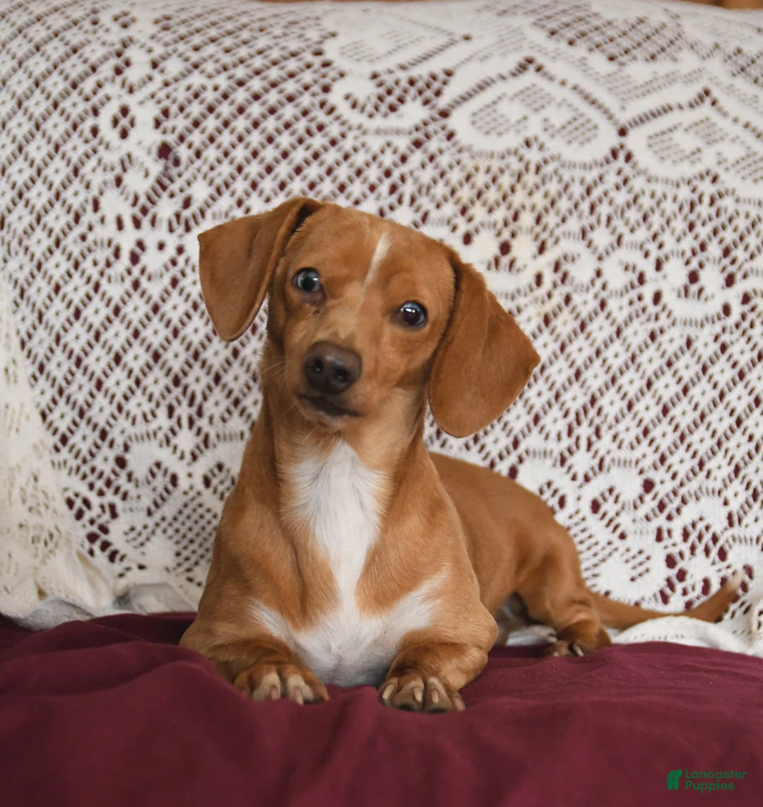 Miniature Dachshund dogs for sale: Ronny - Ad 7