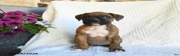 Boxer dogs for sale: Rain - Ad 4