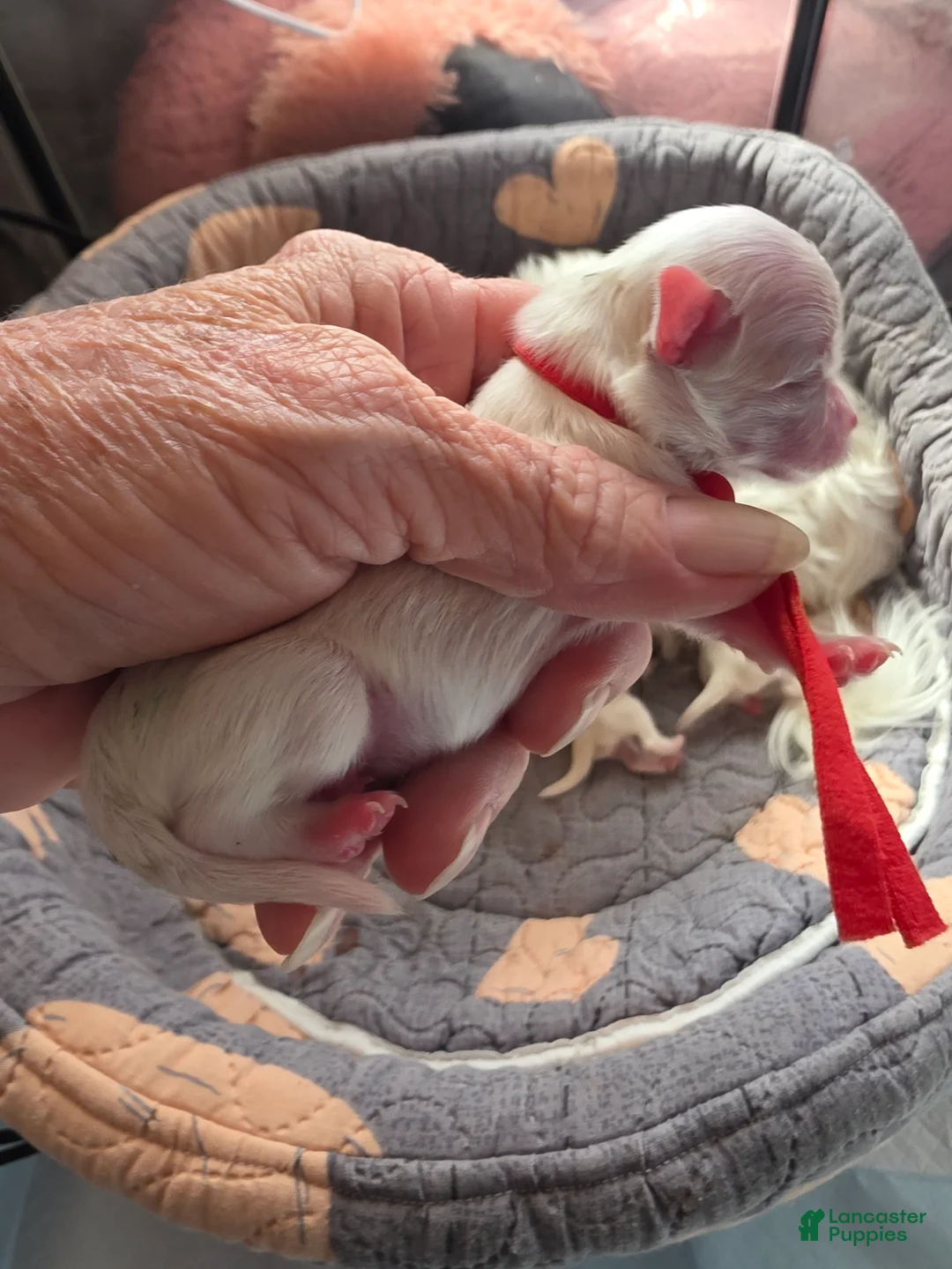 Maltese dogs for sale: Snoopy - Ad 2