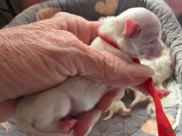 Maltese dogs for sale: Snoopy - Ad 2