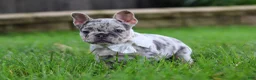 French Bulldog dogs for sale: Leah - Ad 3
