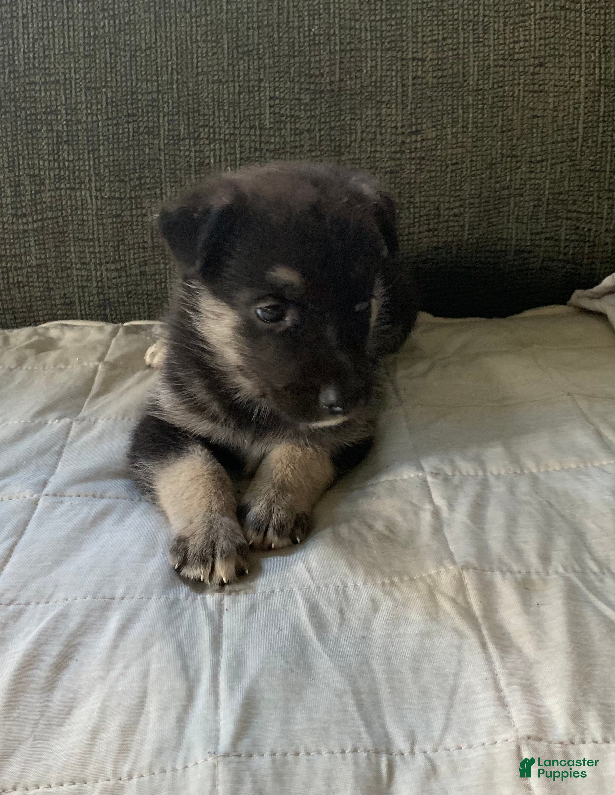 Gerberian Shepsky dogs Gerberian Shepsky 6 - Ad 42
