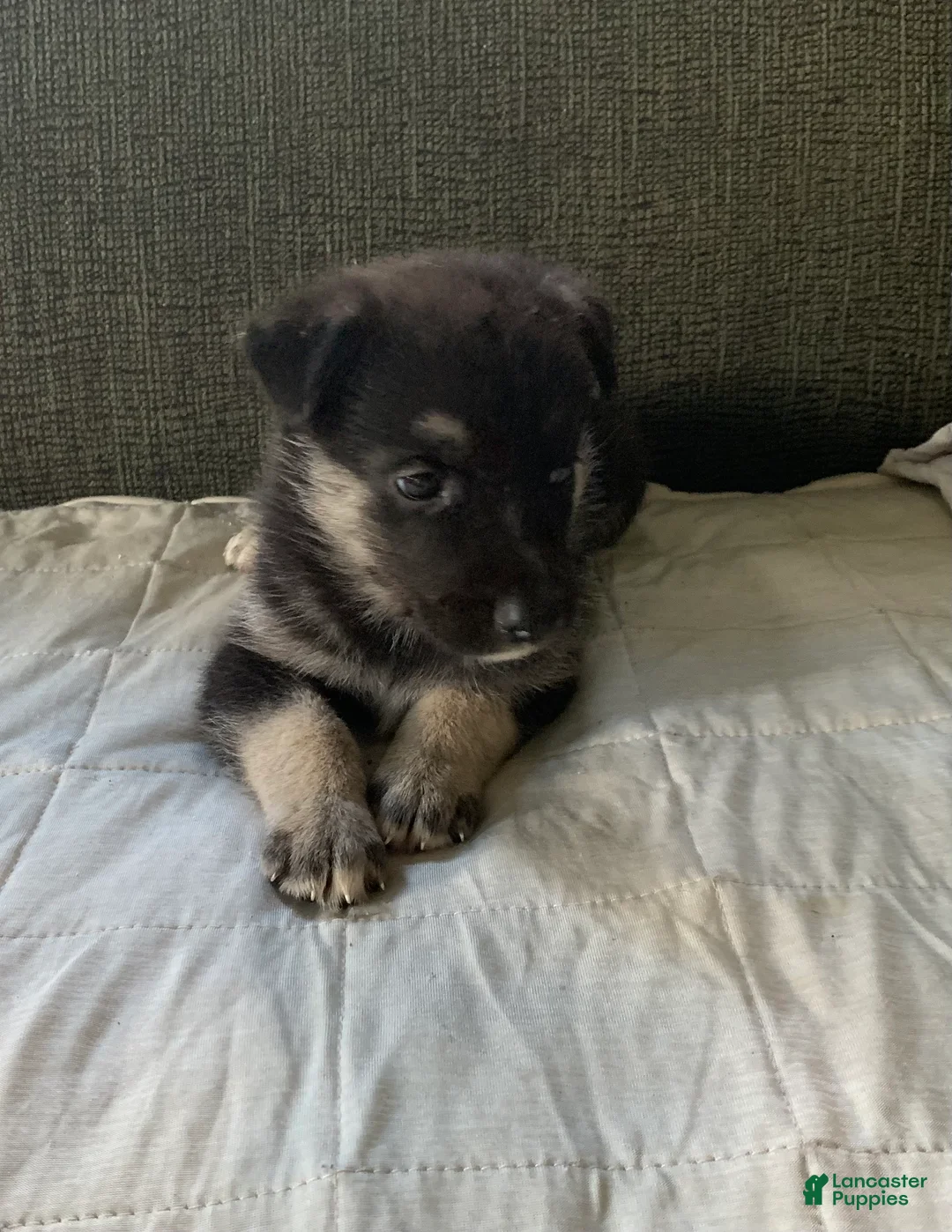 Gerberian Shepsky dogs for sale: Gerberian Shepsky 6 - Ad 1
