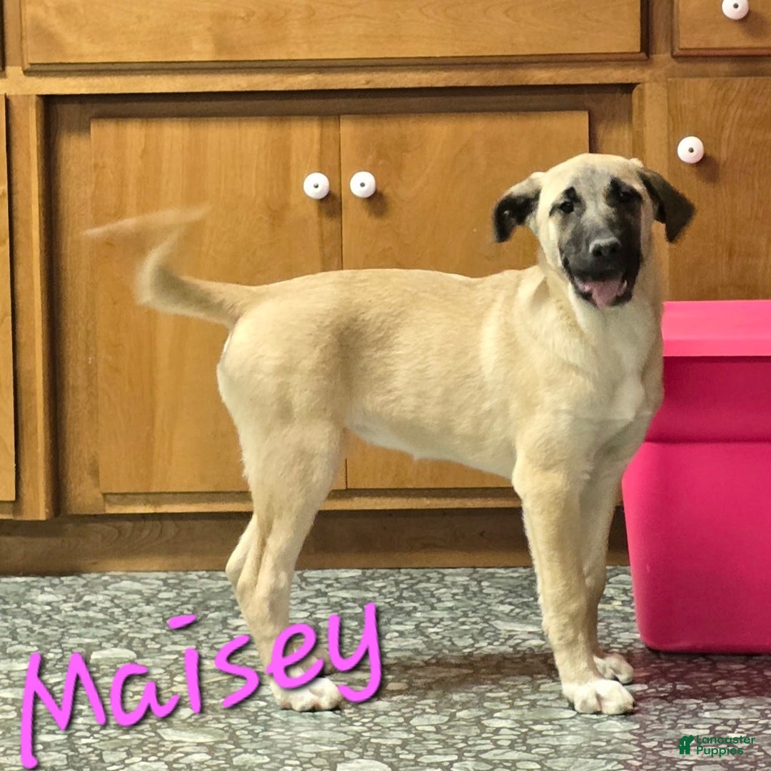 Mixed Breed dogs for sale: 🎄 Maisey - Ad 2