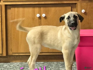 Mixed Breed dogs 🎄 Maisey - Ad 9