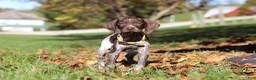 German Shorthaired Pointer dogs for sale: Annie - Ad 8