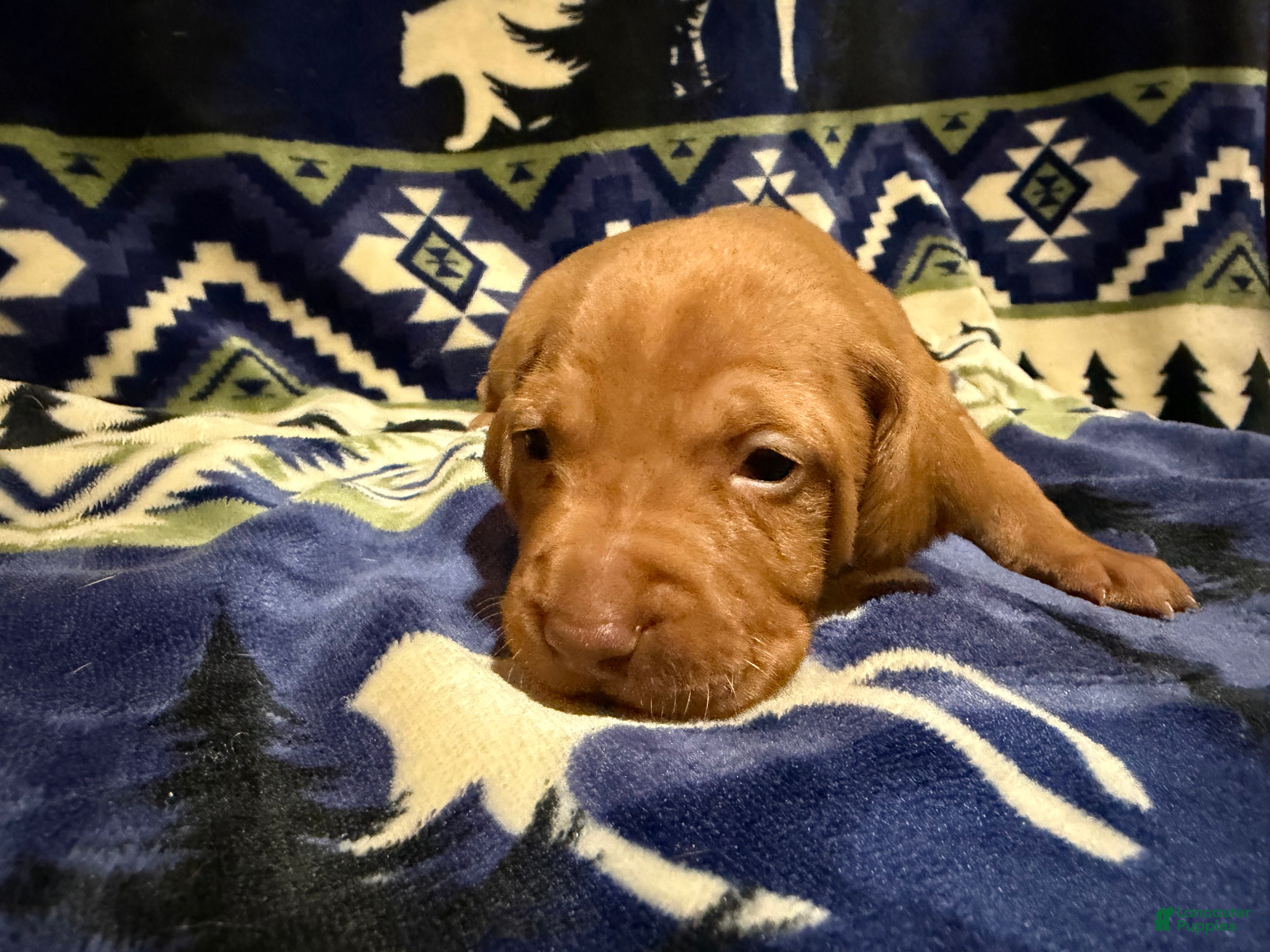 Vizsla dogs Vizsla Female 2 - Ad 6