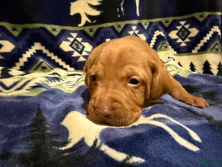 Vizsla dogs Vizsla Female 2 - Ad 4