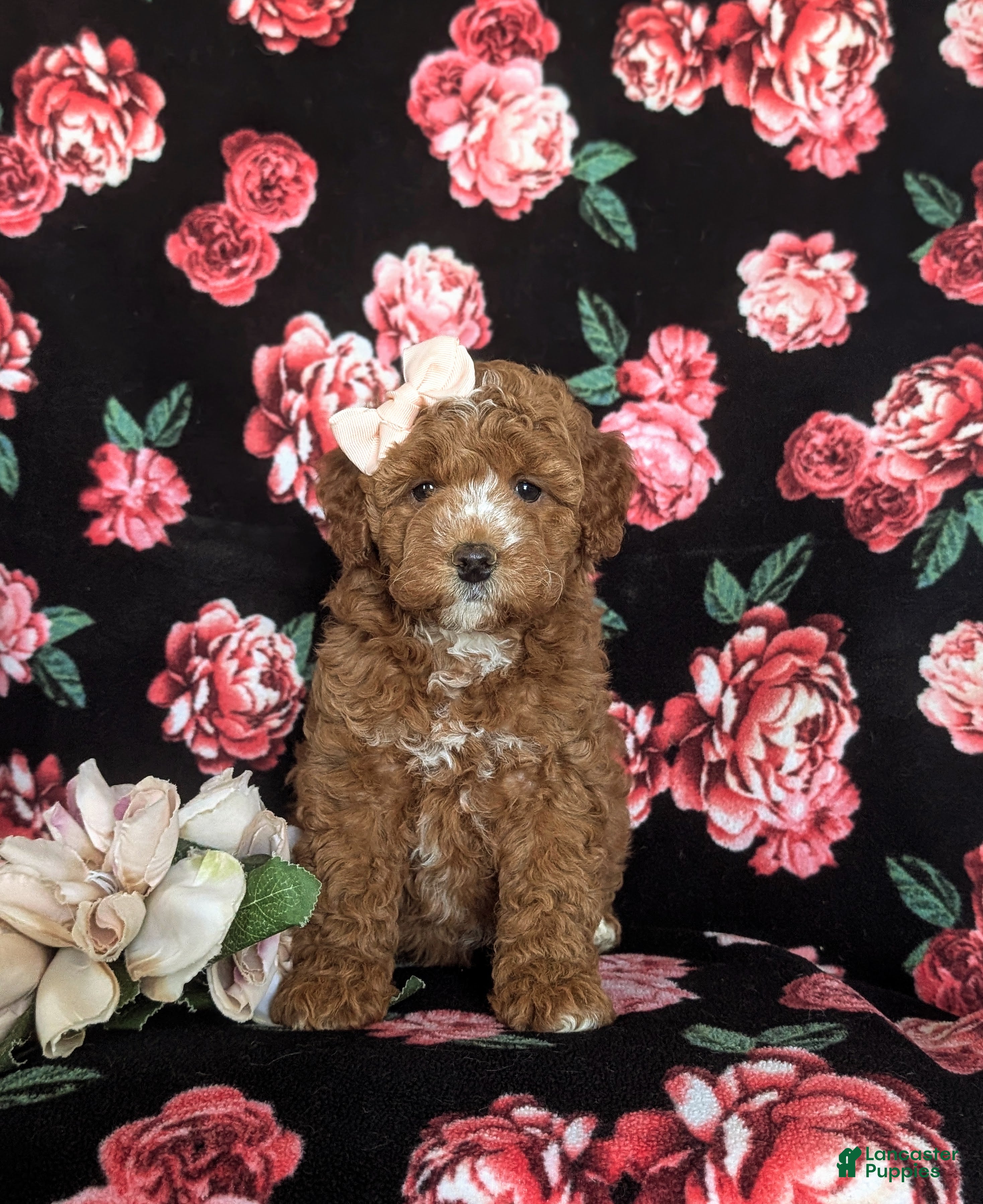 Cockapoo dogs Noreen Hypoallergenic - Ad 2