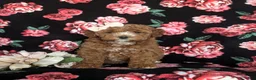 Cockapoo dogs for sale: Noreen Hypoallergenic - Ad 2