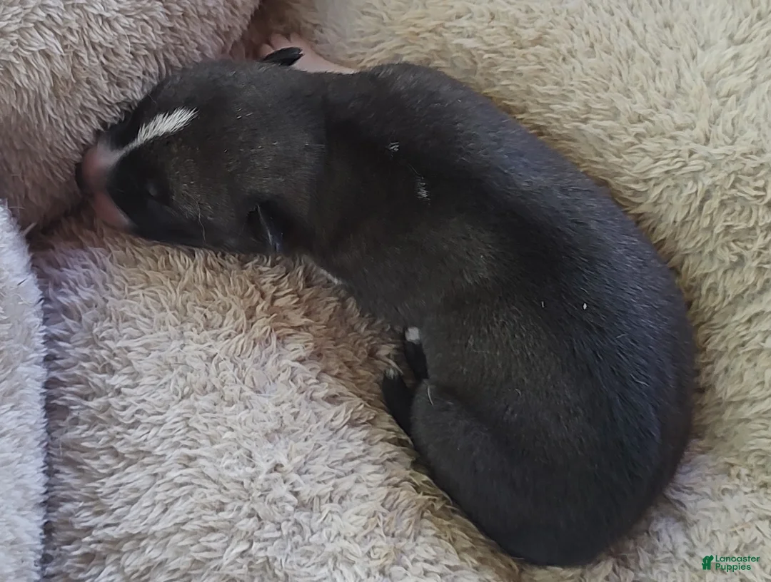 Siberian Husky dogs for sale: Sonya's male 3 - Ad 2