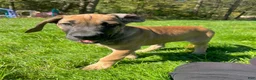 Great Dane dogs for sale: Warren - Ad 4