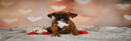 Boxer dogs for sale: Missy - Ad 10