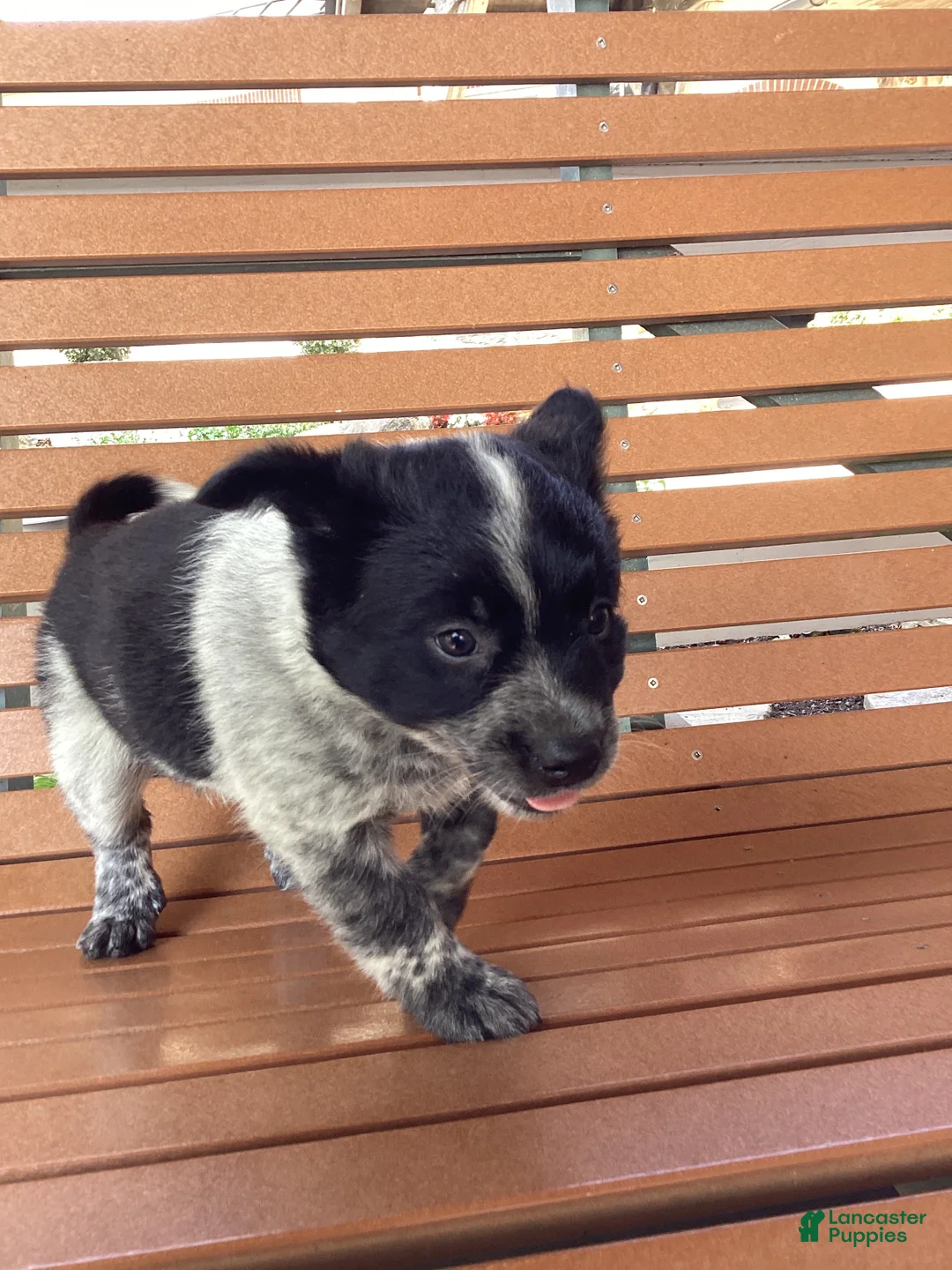Mixed Breed dogs for sale: Bess - Ad 1