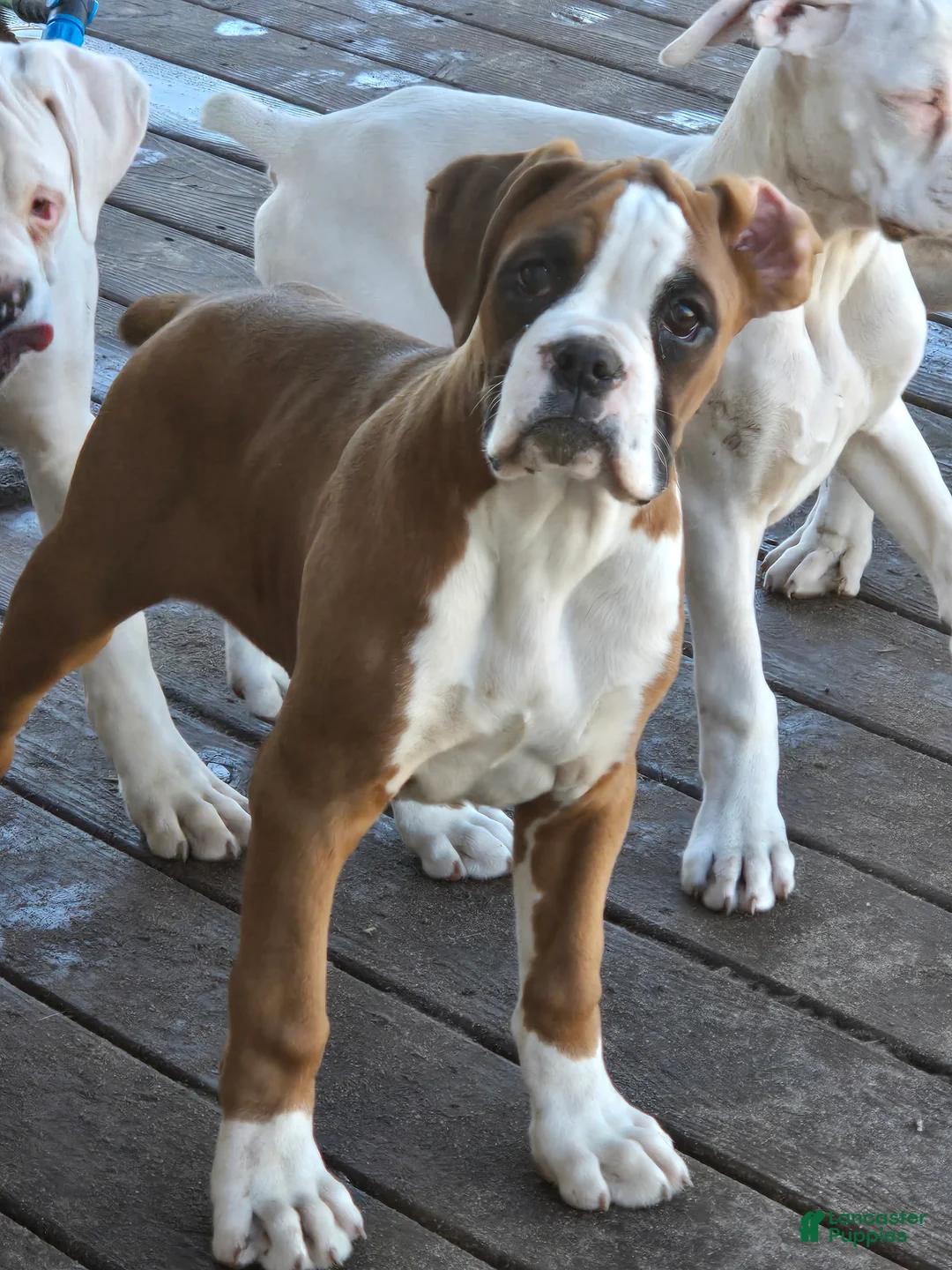 Boxer dogs for sale: Buddy - Ad 2