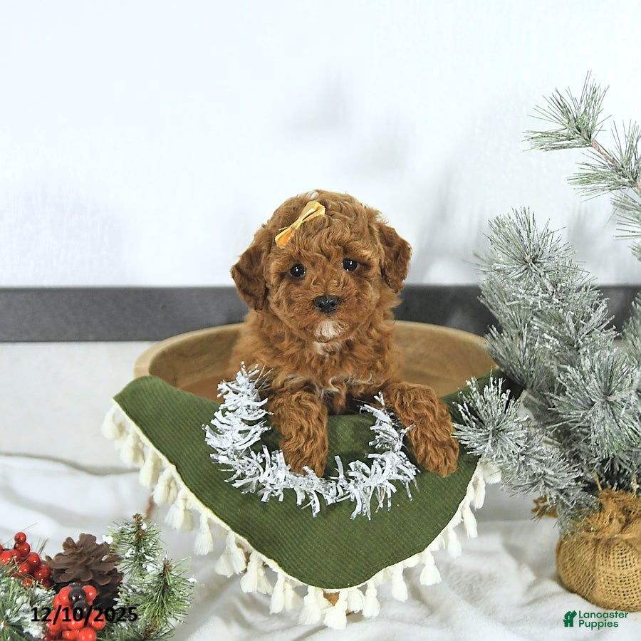 Toy Poodle dogs Ellie - Ad 23
