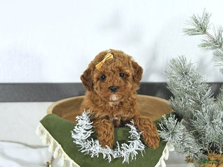 Toy Poodle dogs Ellie - Ad 13