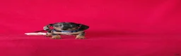 Miniature Dachshund dogs for sale: Talia - Ad 4