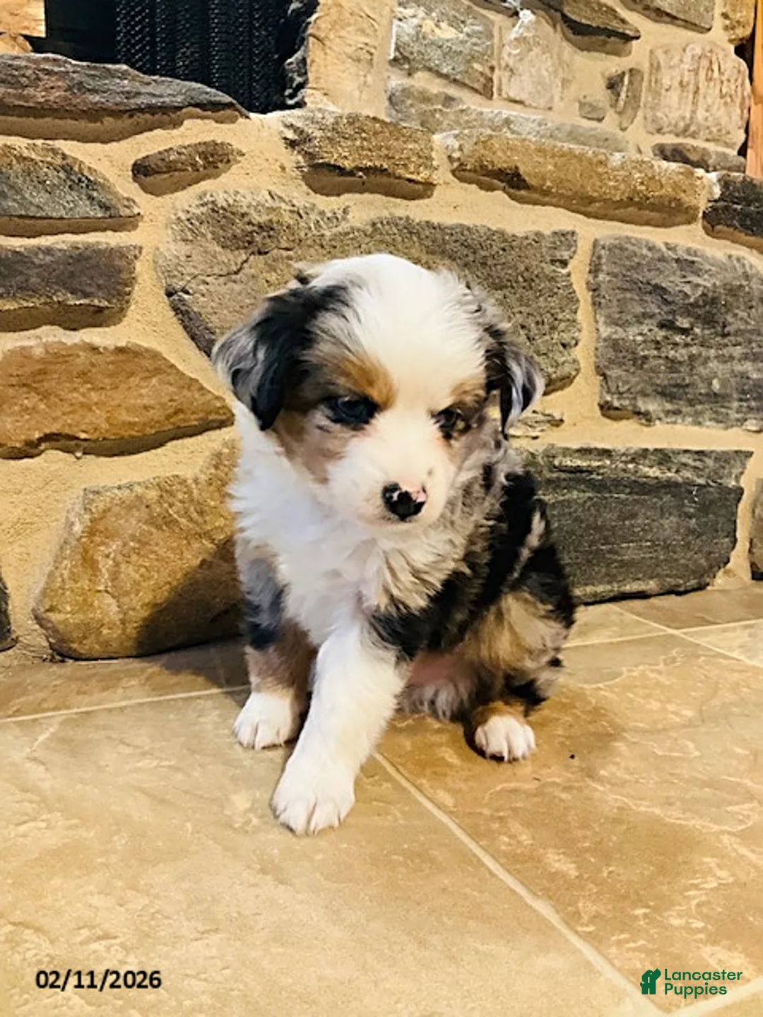 Miniature Australian Shepherd dogs for sale: Alfie - Ad 5