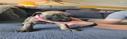 Mixed Breed dogs for sale: Pink-Full Brindle - Ad 3