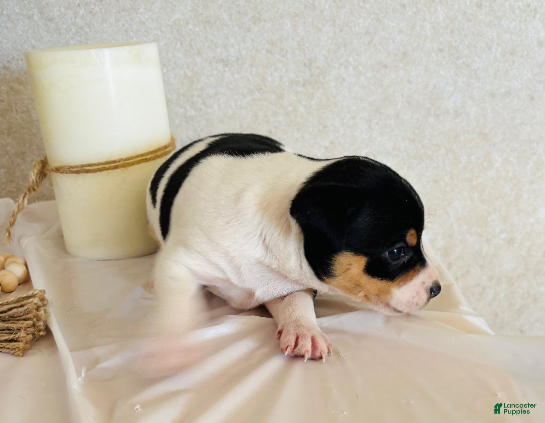 Rat Terrier Puppies for sale in Illinois Lancaster Puppies