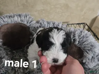 Mixed Breed dogs for sale: Male 1 - Ad 1