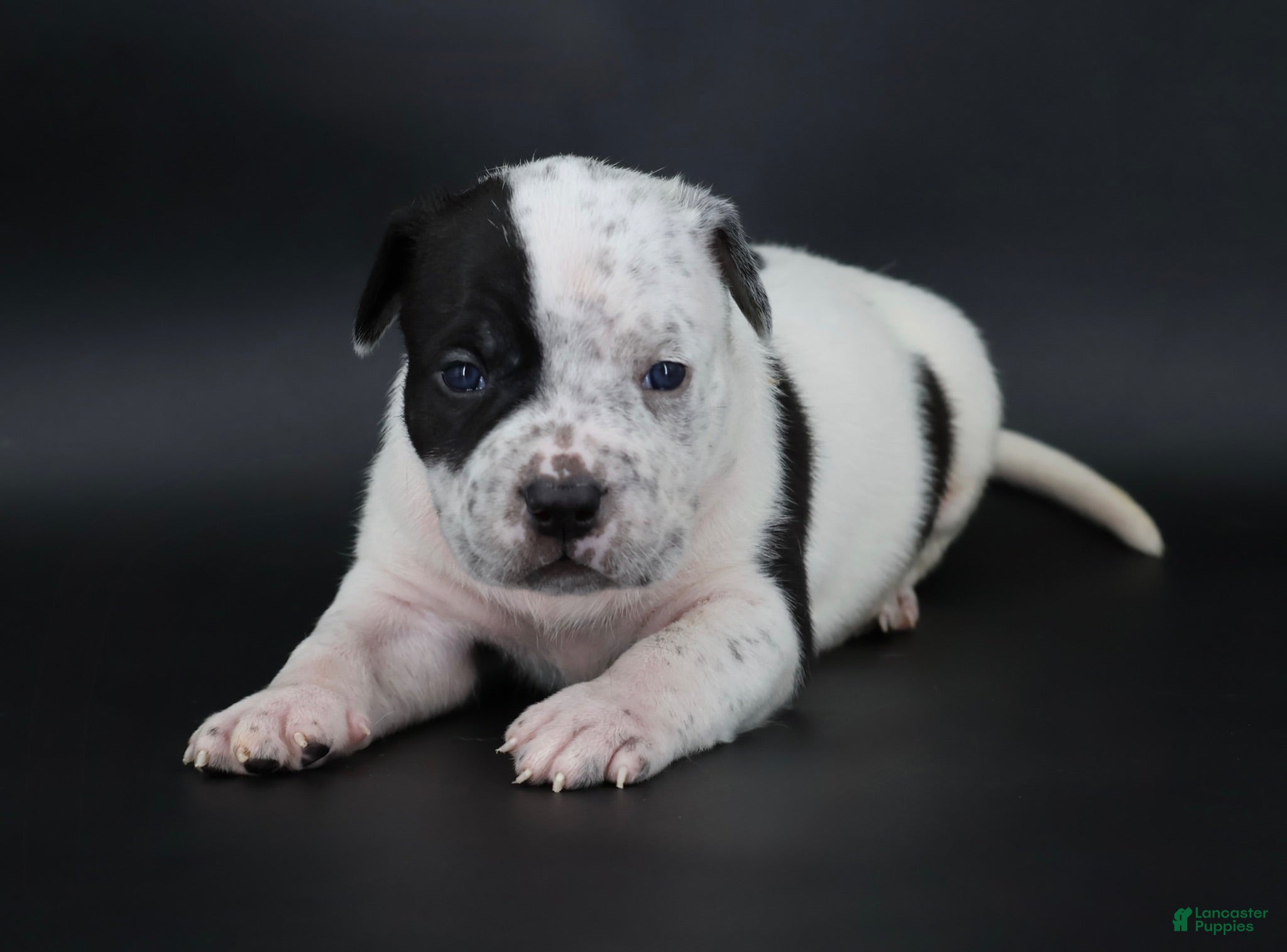 American Bully dogs Orion - XL - ABKC - Ad 1