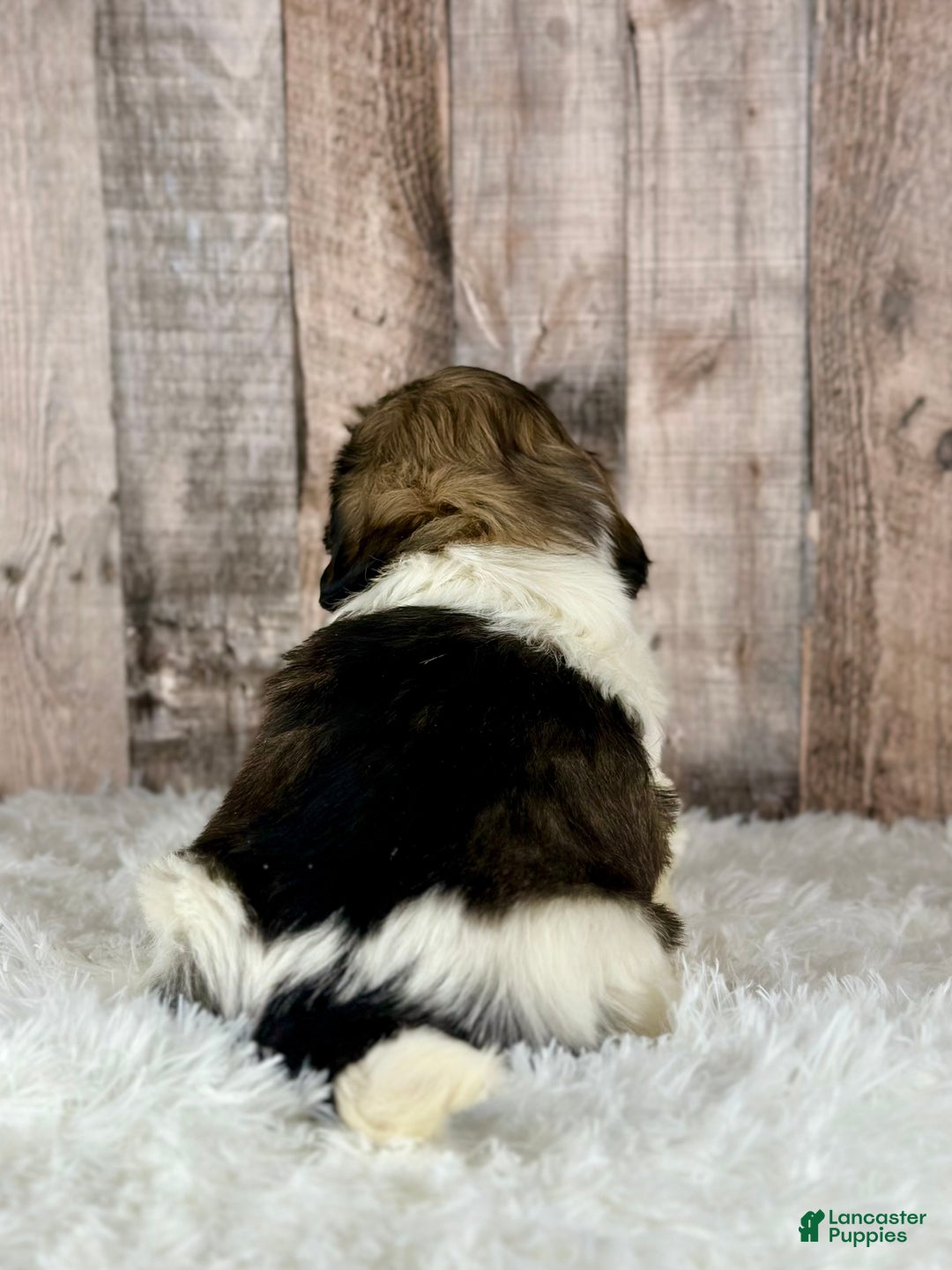 Shih Tzu dogs for sale: Boy Kai - 8932 - Ad 3