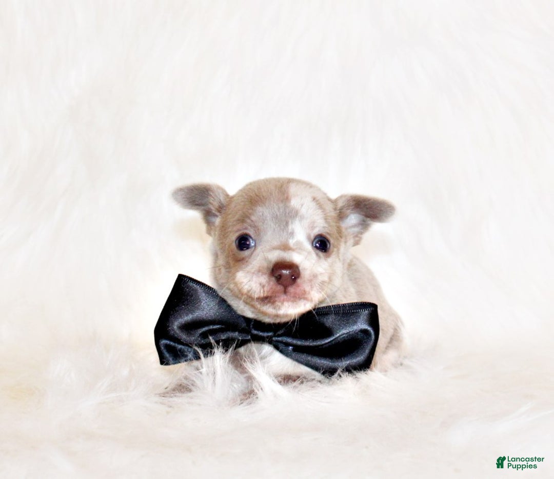 Chihuahua dogs for sale: Finnick - Ad 15