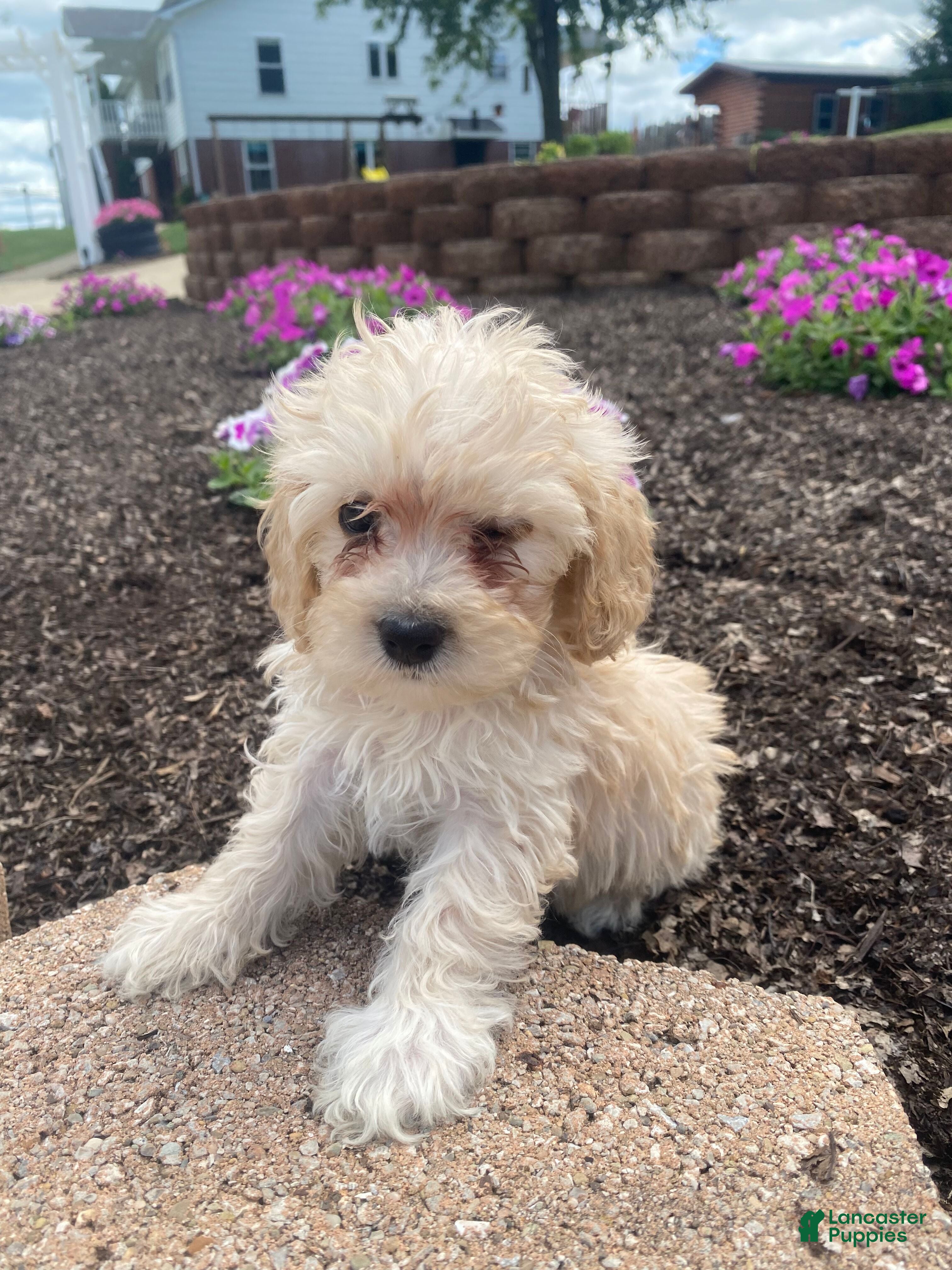 Cavapoo dogs Annie - Ad 1