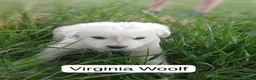 Great Pyrenees dogs for sale: John Tolkin - Ad 6