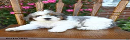 Miniature Poodle dogs for sale: Candy - Ad 3