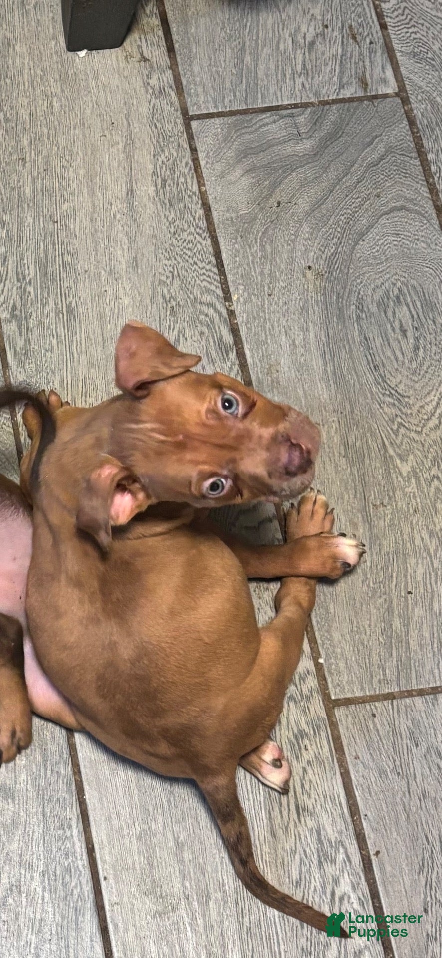Mixed Breed dogs for sale: Cris - Ad 1